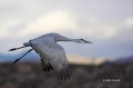 Sandhill-Crane;Crane;Grus-canadensis;Flying-bird;action;aloft;behavior;flight;fl